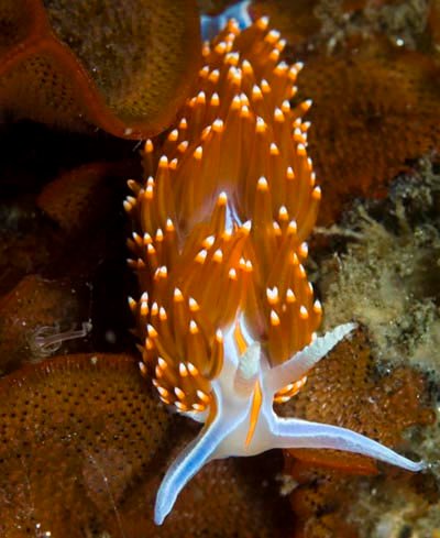 nudibranch