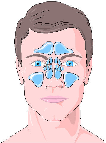 sinus locations
